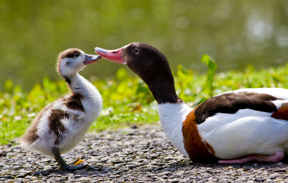 Happy Mother's Day to our wetland superstar mams